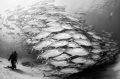 Diver watching the magnificient school of jacks (Caranx sexfasciatus) in Cabo Pulmo National Park.