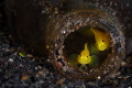 Lembeh Style: Two yellow pygmy gobies in the bottle