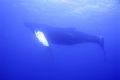 dive of my life! humpback encounter in 85ft of water. South Maui, Hawaii
canon s70