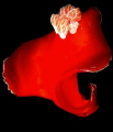 Spanish Dancer