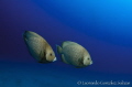 A couple of angelfish swimming in the blue...