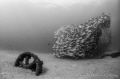 Shot of a fragment from El Vencedor, a shipwreck in Cabo Pulmo National Park, Mexico.