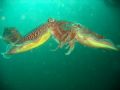 Yikes!! 2 cuttlefish sizing each other up in foreplay while a third looks on, waiting patiently for his turn... bad viz, wide open strobe and a lot of natural light..