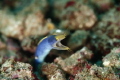 Ribbon eel