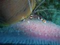 Shrimp @ Bloody Bay Wall Little Cayman