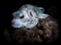 Puffer fish