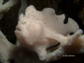 Frogfish (Antennarius)found at Gato Island, Malapascua, Philippines 2014
Canon G12 in Canon WP-DC34 UW-housing, single strobe Sea&Sea YS-01. 
F8; 1/250 sec.; ISO 80