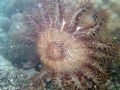 A free-dive-taken photo of crown of thorns attached to its prey (coral) at Duka Bay, Medina, Misamis Oriental, Philippines