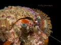 Anemone hermit crab (Dardanus pedunculatus) @ Malapascua, Philippines 2014
Canon G12 in Canon WP-DC34 UW-housing, Inon UCL-165 macro lens, single strobe Sea&Sea YS-01. 
F8; 1/250 sec.; ISO 80
Only slightly cropped in the upper right corner