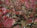 Sculpin resting on Pink Encrusting Algae