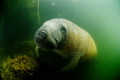 Manatee in the harbour of Florida Keys Dive Center, Tavernier