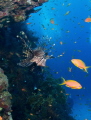 Lionfish in Egypt. Taken with a Nikon D7100.