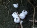 Some of the sea turtle's eggs found in Magsaysay, Misamis Oriental, Philippines.