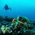 Turtle and diver @ Seychelles