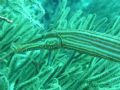 Trumpet fish taken in Bonaire. He let me get close up......