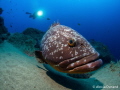 Friend Felix the Grouper and my buddy. Canary Islands, where oil drilling from Repsol has been approved by the Spanish government yesterday..and where fish like Felix and many other marine species might be at risk from now on...