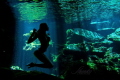 Underwater silhouetten. Cenote Mexico.