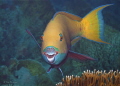 This pretty coloured Parrotfish wants to show me his beauty - by turning around to be in a better position in front of the photographer …
Dive-Spot: Gordon Reef/North-Safari/in March 2013
Olympus E-620 in BS Kinetics-Housing/Zuiko 50 mm-Makro