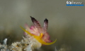 S M I L E 
Beautiful Nudibranch (Favorinus pacific us) Pink, Grey & Yellow.
Try hard on this 2mm flabellina!