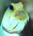 Mael Yellow-headed Jawfish Incubating a mouthful of eggs. 
