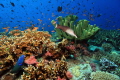 Fiji Wide angle reef shot.