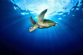 Green turtle against the sun