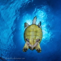 Turtle was very friendly and I waited for him to cover the sun and I knew it would make a nice light situation. Shot in Little Cayman with a Canon 7D with a Tokina 10-17 with 2 YSD-1s.