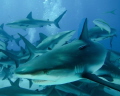 Shark and remora , taken during a shark dive in the Bahamas, May 2013. This one seemed to stop and stare into the camera . Absolutely beautiful experience.