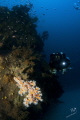 This was a dive to 70 mts, in a technical dive with rebreathers. Beautifull orange corals and black corals. Dark but still good for this kind of pics.