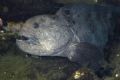 Wolf eel in Puget Sound, Washington.