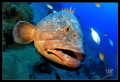 A big grouper a 30 mts In puerto del Carmen, Lanzarote