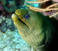Green Moray, watching the divers, 18-55mm, Canon Rebel XT Digital