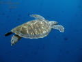 Green sea turtle. Bunaken National Park.