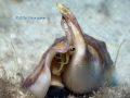 Vomer Conch (Strombus vomer) @ Malapascua, Philippines 2014

Canon G12 in Canon WP-DC34 UW-housing, Subsee +10 macro lens, single strobe Sea&Sea YS-01. 
F8; 1/250 sec.; ISO 80