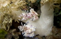 Playful harlequin shrimp in Lembeh Strait.