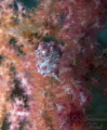 Pygmy seahorse, Lembeh Strait.