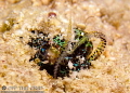 Bobtail Squid (Euprymna berryi) burying itself in the sand.