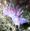 Flabellina ischiata fotografiado en la reserva biológica de Cabo de Palos, Murcia
