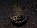 A very happy lizardfish.