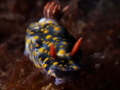 Hypselodoris infucata found in Anilao.