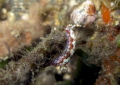 Spotted Hypselodoris (?)