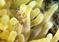 Spotted cleaner shrimp taken with Nikon D100 & 60mm macro lens