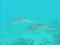 Swam with these two squid in Bonaire, we believe one male and one female, for about 30 minutes. They would not leave our side. She would swim up to the male and sparkle and change colors. The best experience thus far while diving! Depth was 10 feet.