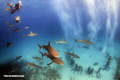 While working at Stuart Cove´s this is an everyday thing.
Caribbean reef sharks @ Shark Arena, just before to start the feed.

