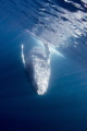 humpback whale diving on her back