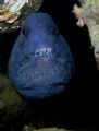 Young Wolf Eel in the Puget Sound