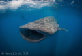 Baby in Blue. Came across this rather small whale shark while swimming with whale sharks in Mexico.