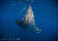 Had a chance to view this manta while freediving with whale sharks in Mexico. Used a Nikon D600 and a Nikon 16mm Fisheye Lens, Ikelite Housing