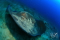 Enormous ray in Tenerife