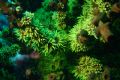 I think is one of my favorite shots... Christmas tree coral in South Male atoll, Maldives